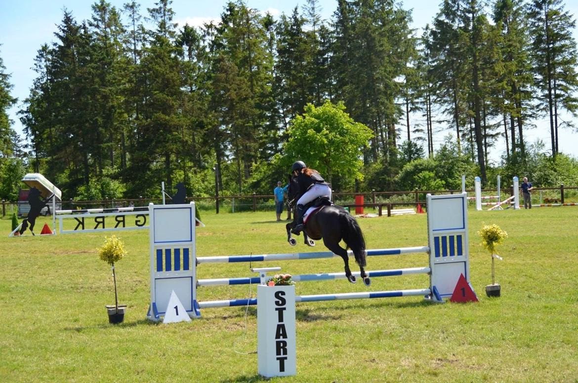 New Forest Peterslysts star A-pony billede 28