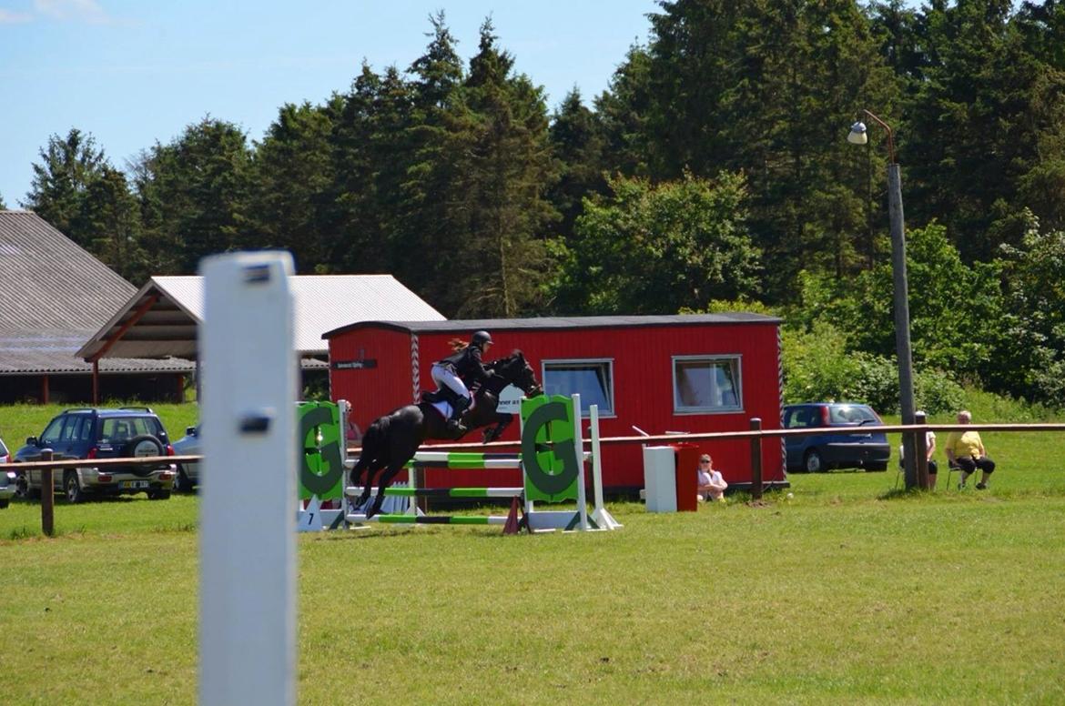 New Forest Peterslysts star A-pony billede 32