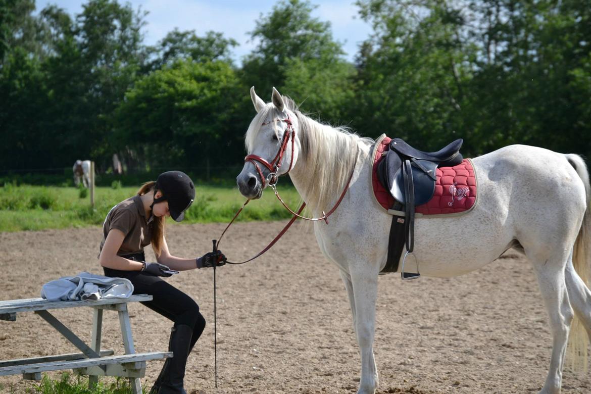 Arabisk fuldblod (OX) Joy Salina - Joy og Stine billede 4