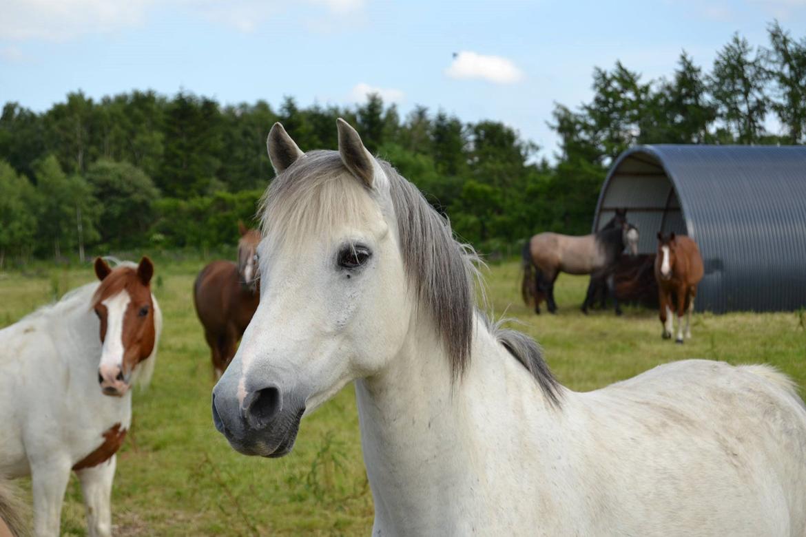 Tysk Sportspony Labello billede 1