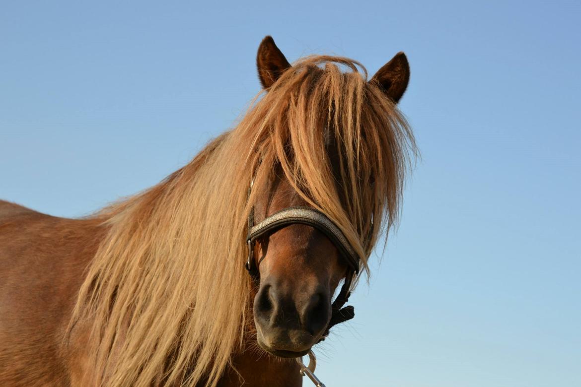 Shetlænder Frederik billede 2
