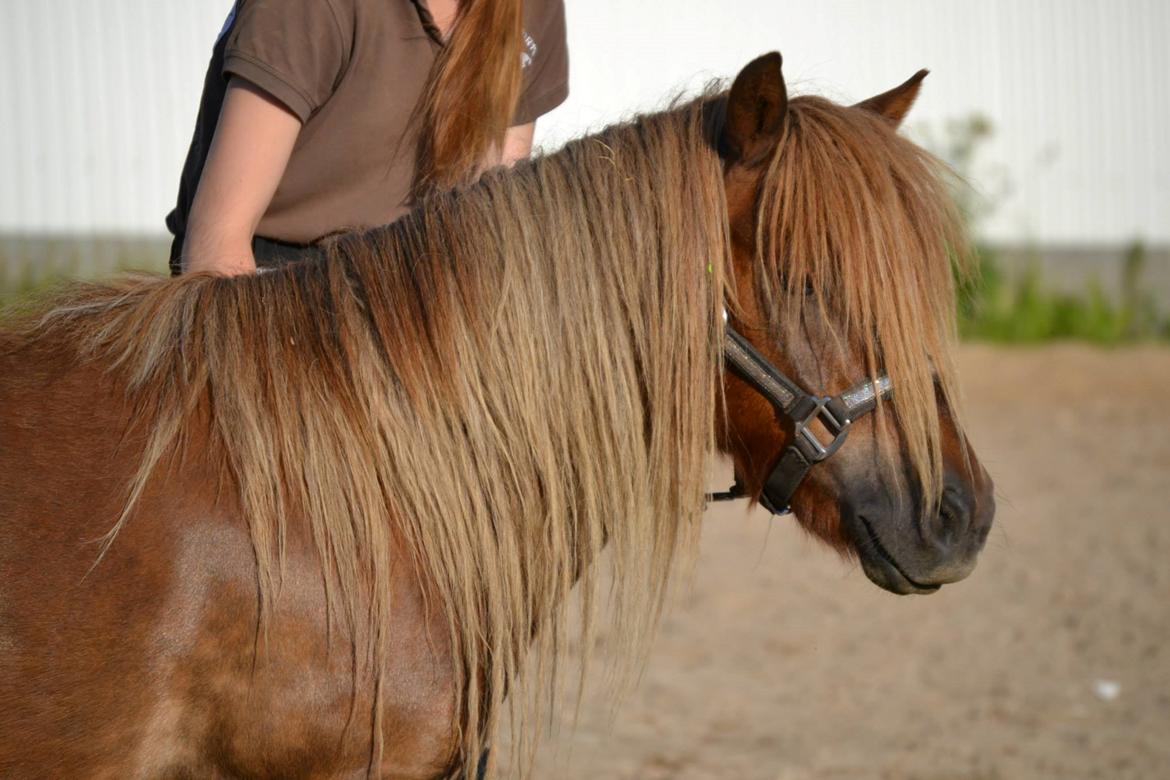 Shetlænder Frederik billede 7