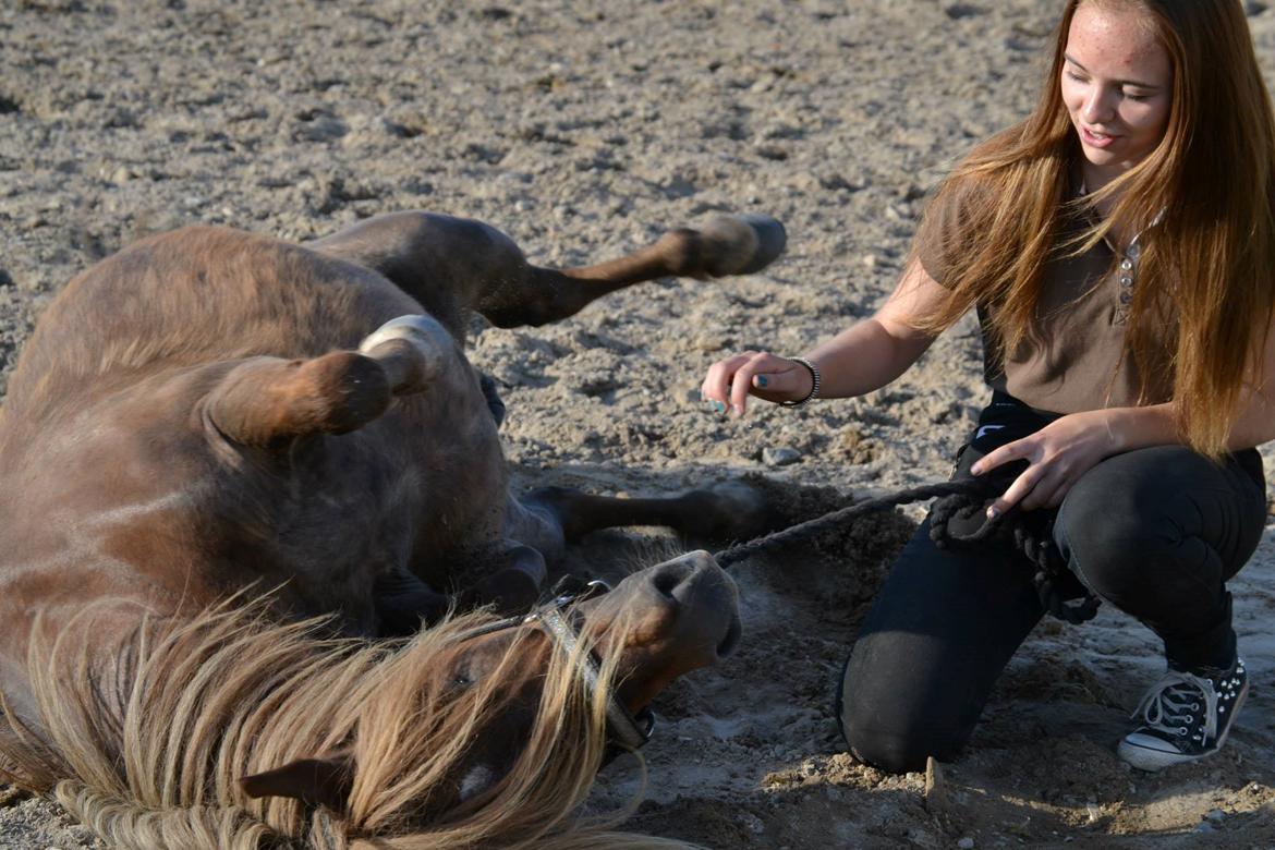 Shetlænder Frederik - Frederik og Stine billede 6