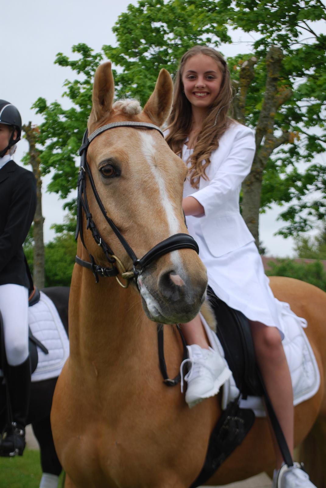 Tysk Sportspony Golden Dream - Golden til min konfirmation <3 billede 12