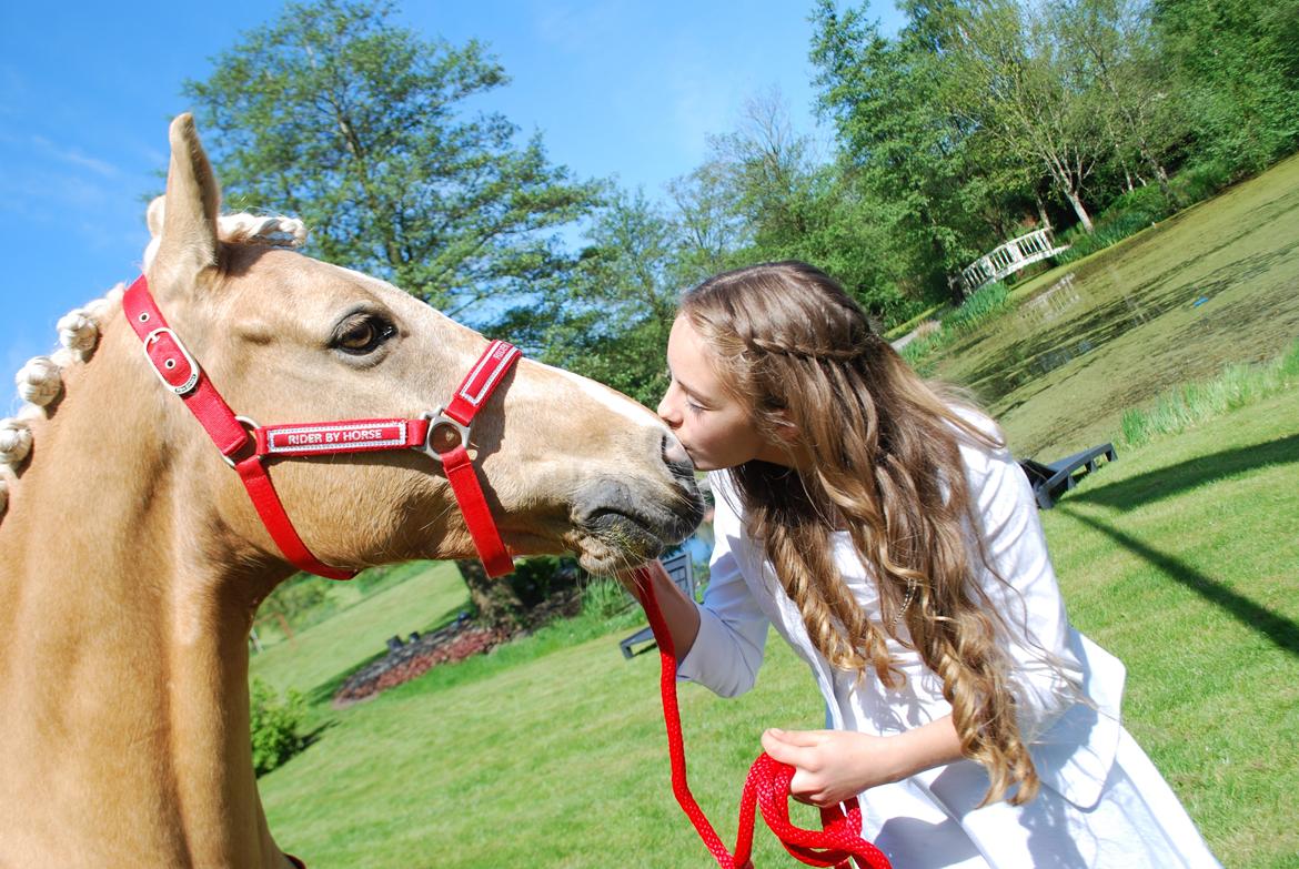 Tysk Sportspony Golden Dream - Golden til min konfirmation <3 billede 11