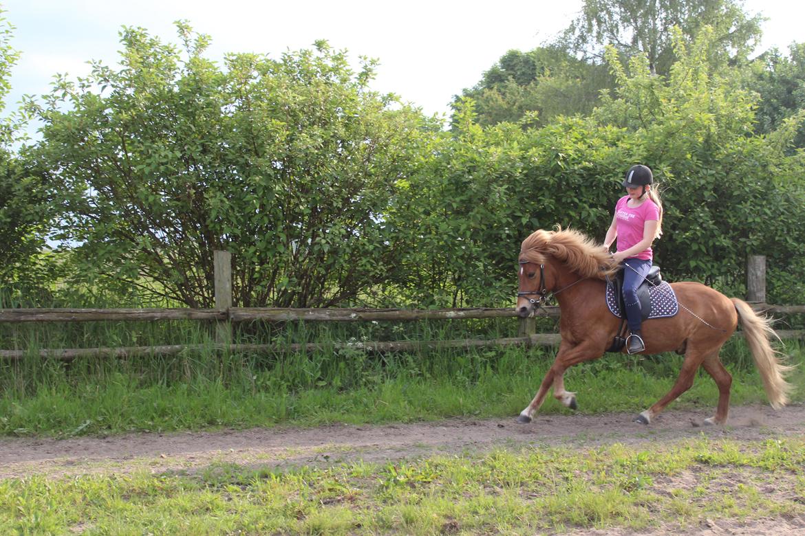 Islænder Brellir fra Munkhøj - Brellir's lækre galop! <3 <3 <3 billede 14