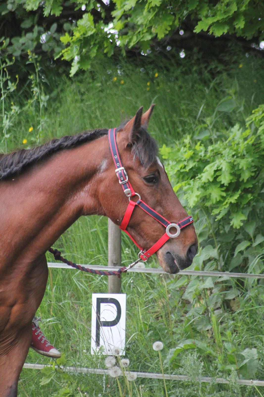 Traver Mark ~ Hypselotte ~ billede 29