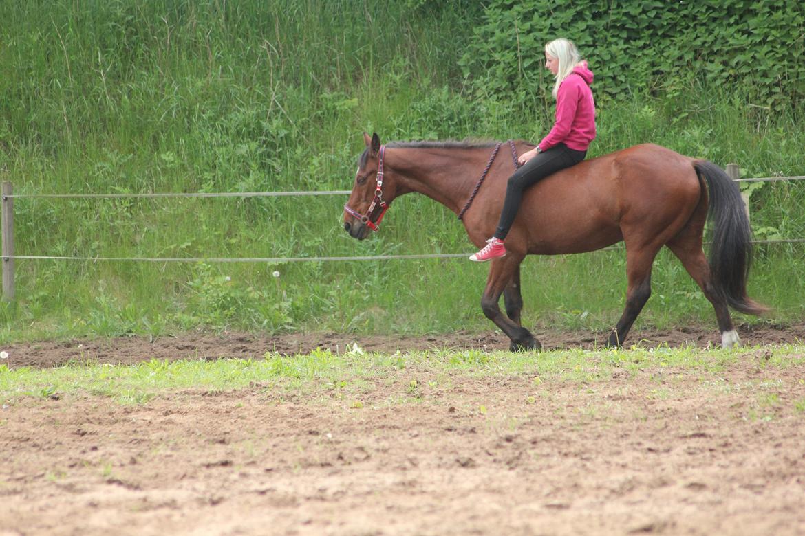 Traver Mark ~ Hypselotte ~ billede 31