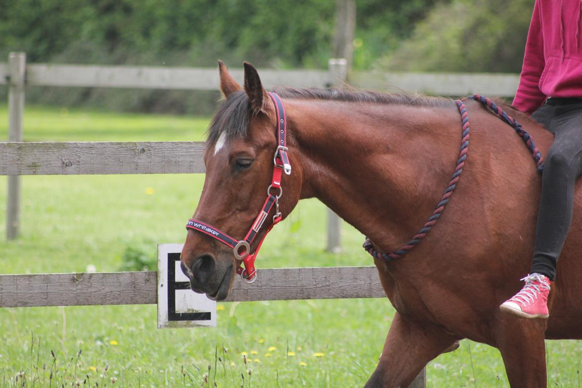 Traver Mark ~ Hypselotte ~ billede 32