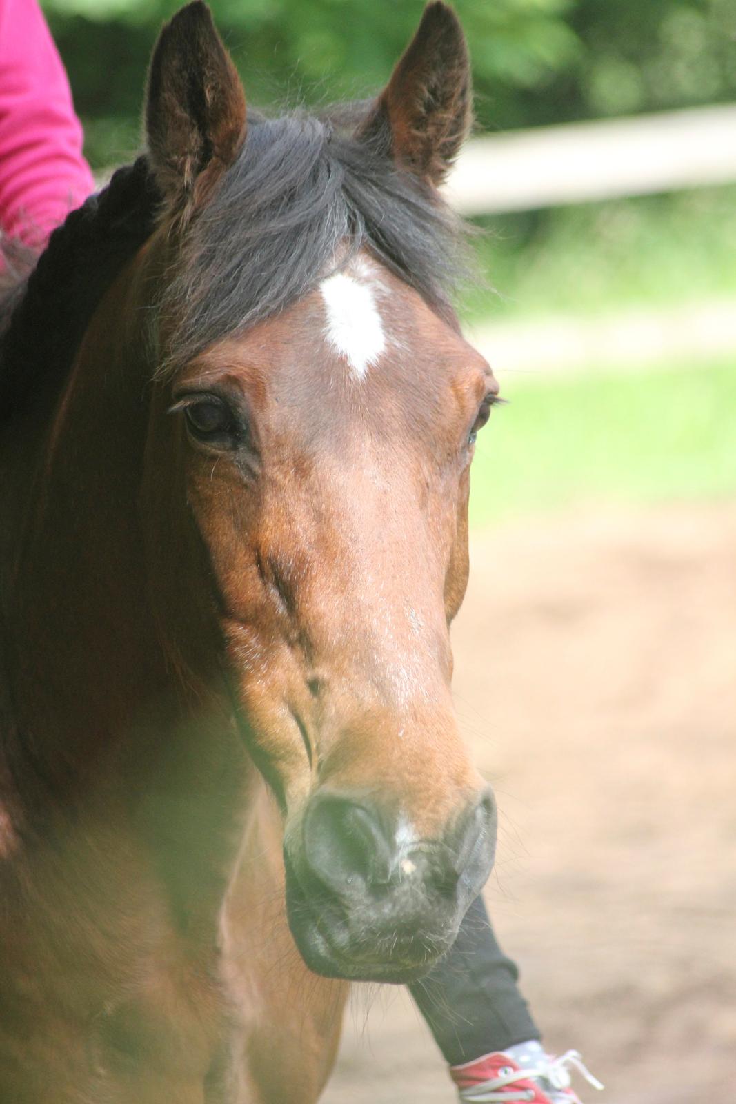 Traver Mark ~ Hypselotte ~ billede 35