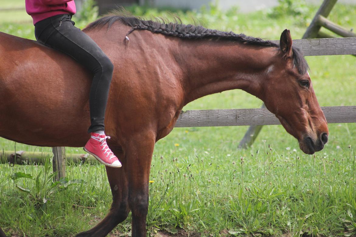 Traver Mark ~ Hypselotte ~ billede 36