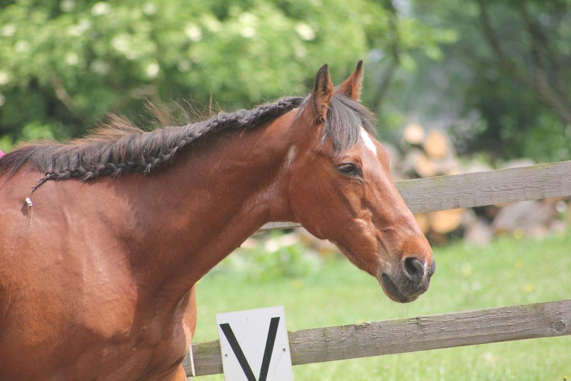 Traver Mark ~ Hypselotte ~ billede 38