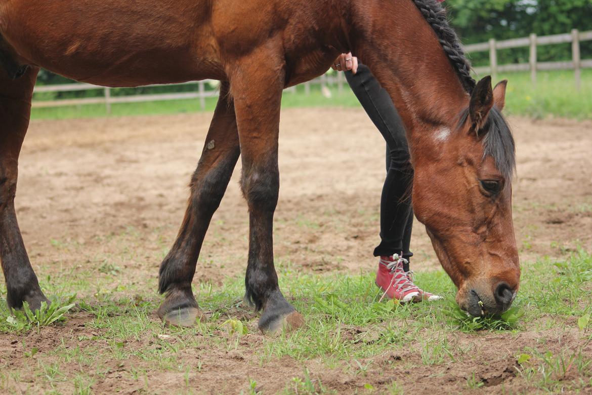 Traver Mark ~ Hypselotte ~ billede 47