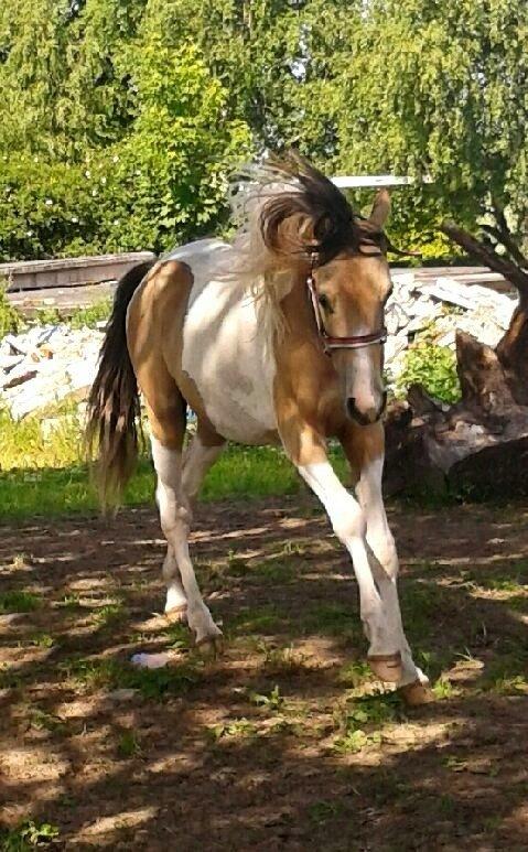 Anden særlig race Søby´s Kiowa billede 29