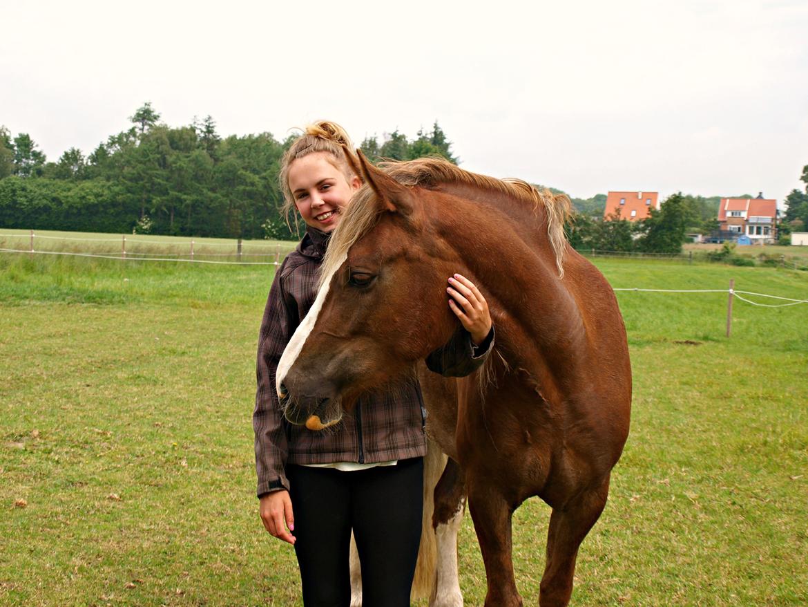 Welsh Cob (sec D) Epona *prinsesse* billede 8