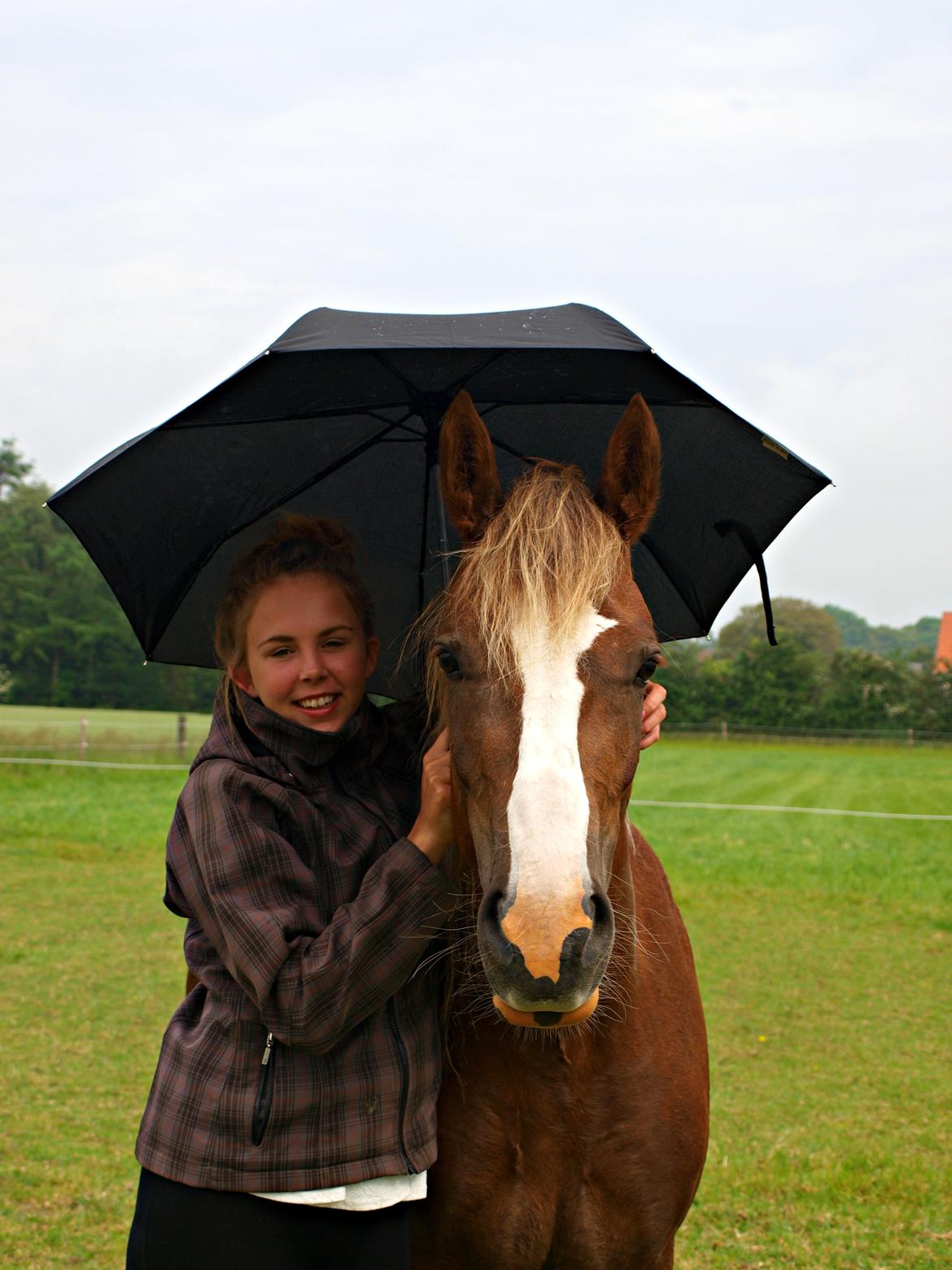 Welsh Cob (sec D) Epona *prinsesse* billede 19