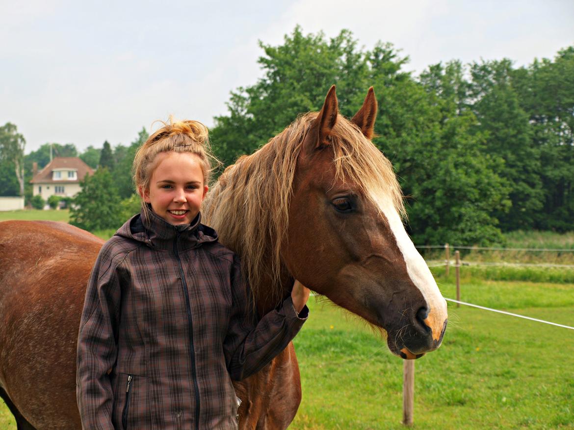 Welsh Cob (sec D) Epona *prinsesse* billede 5
