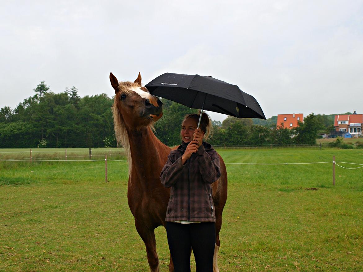 Welsh Cob (sec D) Epona *prinsesse* billede 11