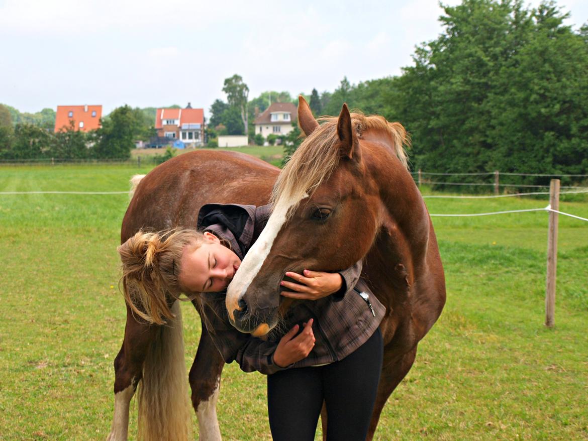 Welsh Cob (sec D) Epona *prinsesse* billede 2