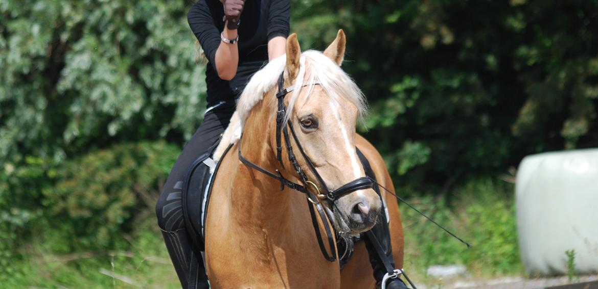 Tysk Sportspony Golden Dream billede 4