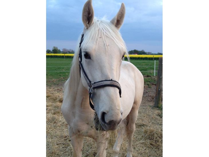 {{currentPhoto.altText}} billede {{currentPhoto.number}}