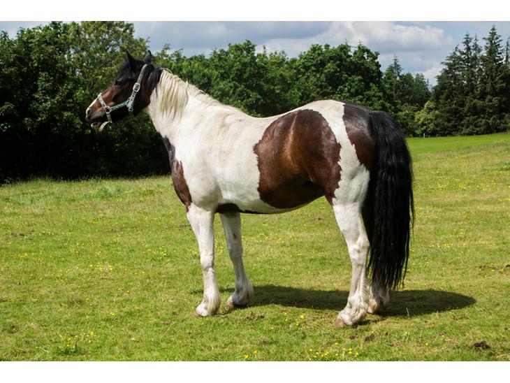 {{currentPhoto.altText}} billede {{currentPhoto.number}}