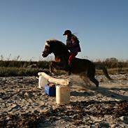 Welsh Pony (sec B) Bjerregårds Bommer *Udlånt*