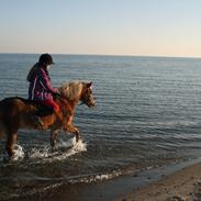 Welsh Pony (sec B) Bjerregårds Bommer *Udlånt*