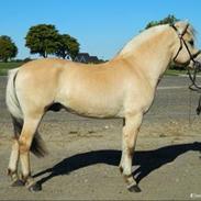 Fjordhest Louis Vårby