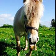 Fjordhest Louis Vårby