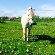 Fjordhest Louis Vårby