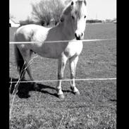 Fjordhest Louis Vårby