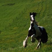 Irish Cob Satins Cocktail