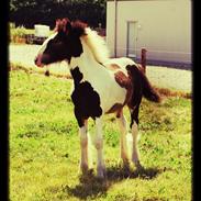 Irish Cob Satins Cocktail