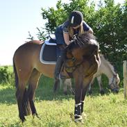 Welsh Cob (sec D) Ayla