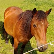 Welsh Pony (sec B) wonder R.I.P