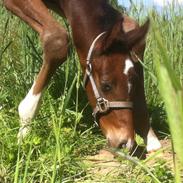 Dansk Varmblod Mr. temptation
