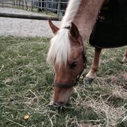 Palomino Rosendahls Golden Mihalie