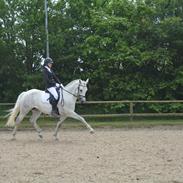 Connemara Pilgaards Nicola