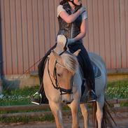 Fjordhest Thor Stenland