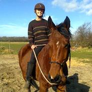 Anden særlig race Santos Maccoy