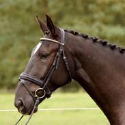 Oldenborg Castberg´s Superstar