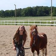 Shetlænder Fulgsanggaards Come on