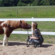 Shetlænder Fulgsanggaards Come on