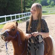 Shetlænder Fulgsanggaards Come on