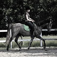 Anden særlig race SG Dusty Dakota 