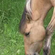 Anden særlig race Cocio