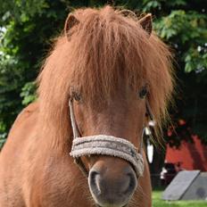 Shetlænder Andrea - Ansi:*