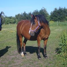 Hollandsk Sportspony Sokki ( soksen)( savnet for evigt )