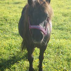 Shetlænder Victoria ( vic ) Himmel pony ( savnet meget )